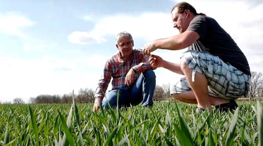 Kilométerekről hívogat a szőcei búzatábla! Miért ilyen üde az eső előtt? – VIDEÓ