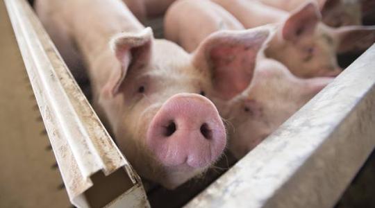 Brutális pusztítást végez a román sertésfarmokon a gyilkos kór