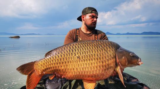 Horogra akadt az idei első kolosszális ponty a Balatonban – Képek