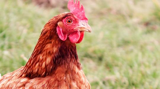 Olcsóbbá tehető a tojótyúkok foszforellátása