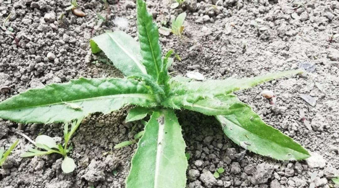 Most kell a gyors segítség a kertnek: csapj szét a gyomok között!
