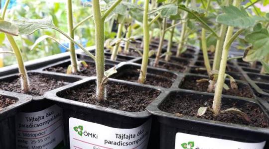 Valami különlegeset termesztenél? Próbáld ki ezeket a tájfajta paradicsomokat!