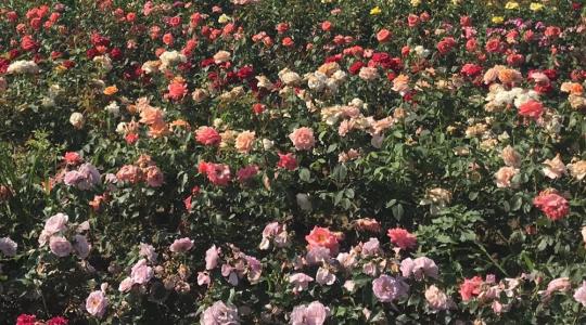 Rosarium és fűszerkert a siklósi várban