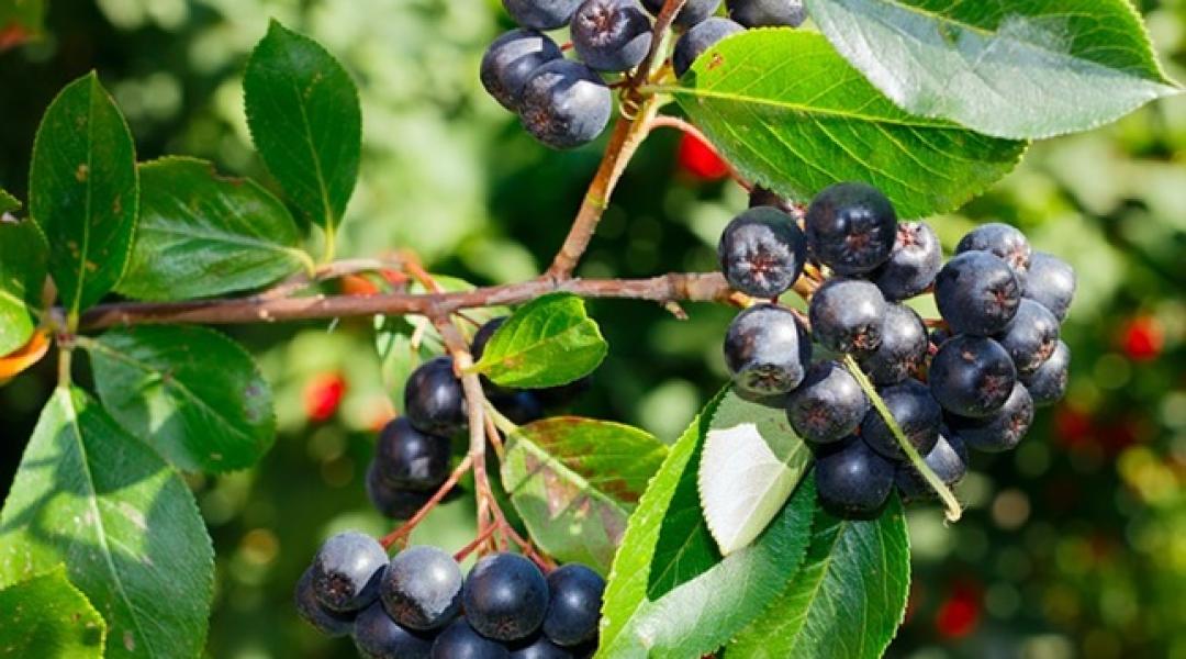 Méltatlanul mellőzött gyümölcseink: finomak és könnyen tarthatók