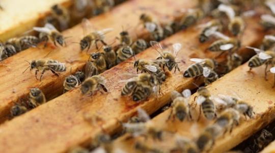 Ebből baj lesz: lassan eltűnnek a méhek Európából