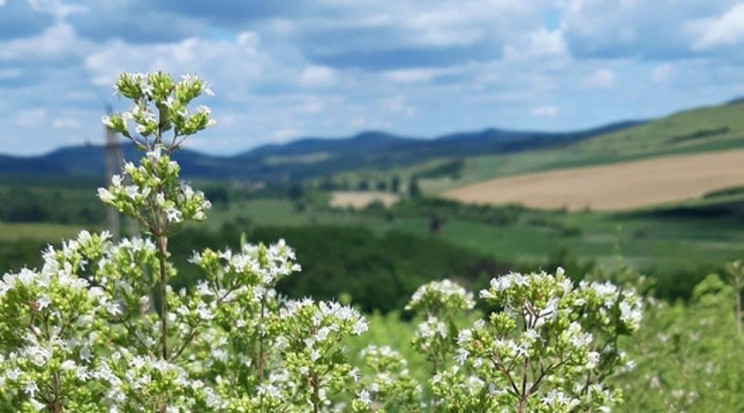 Sikeres és jövedelmező gyógy-, és fűszernövény-termesztés – így vágj bele!