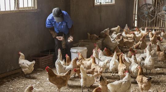 A világon most először fertőzött embert a madárinfluenza H10N3 változata