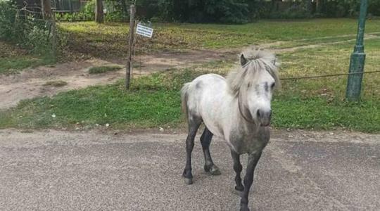 A rendőröknek kellett befogni a szabadulóművész pónit