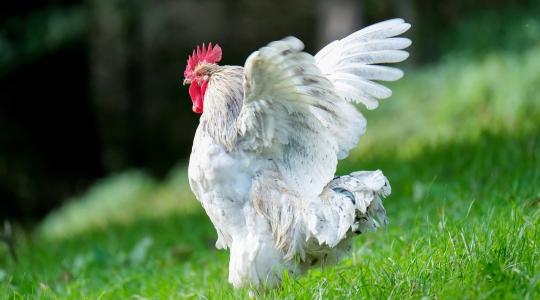 Embert fertőzött a madárinfluenza – kell-e tartani további esetektől? 