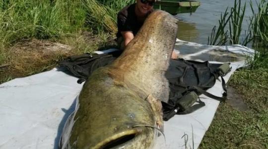 Óriáshalak a merenyei tóban – most éppen egy gigantikus harcsát fogtak