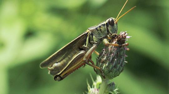 Vége a kártevők bujkálásának, jön a szenzoros rovarfelismerő