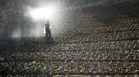 Vegyszeres védelem nélkül: harmadik út, vagyis a hagyományos és a bio között