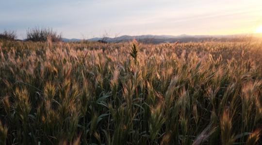 A gazdák már készülhetnek az őszi kalászosok vetésére 