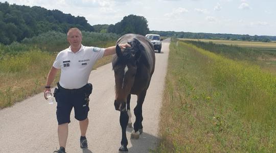 Kitikkadt, kóbor lovat talált egy rendőr – Képek