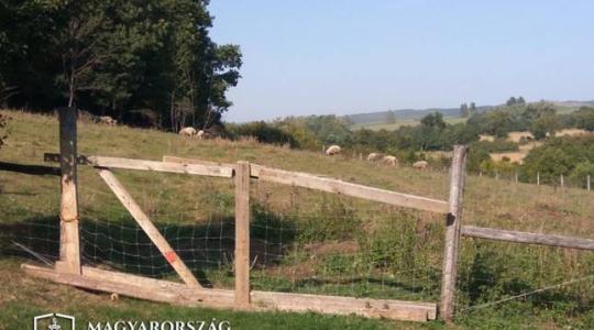 Elszabadult egy kos és megölt két embert, fogház várhat a gazdájára