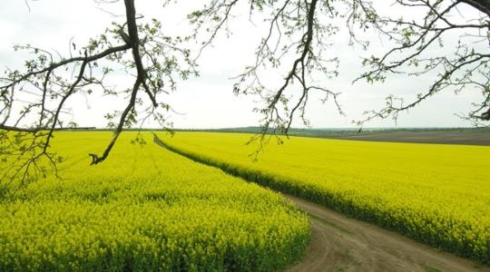 Termőképességben mindig az élmezőnyben – ez a repce nem hagy cserben!