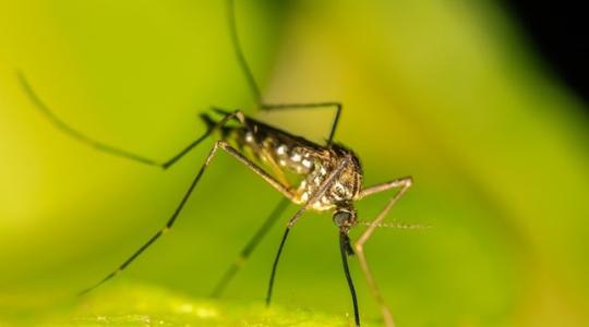 Elviselhetetlen lesz a helyzet a Tisza-tónál a vérszívók miatt