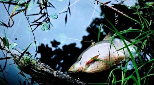 Az élővilág képtelen lépést tartani az időjárással – Eredmény: halpusztulás