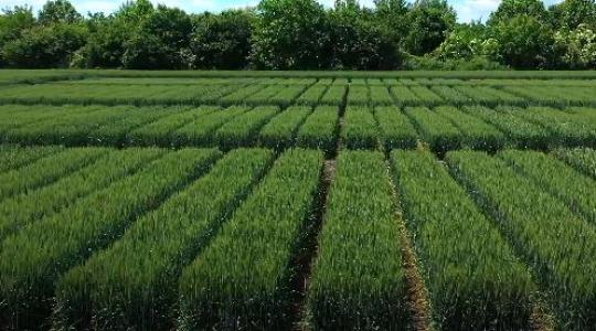 Higgy a szemednek! Kalászos kísérletek a Natur Agro termékeivel – Videó