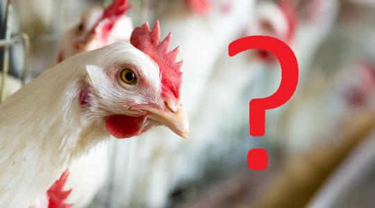 A ketreces tyúktartás betiltása jogi és agrárszempontból is zsákutca – Videó
