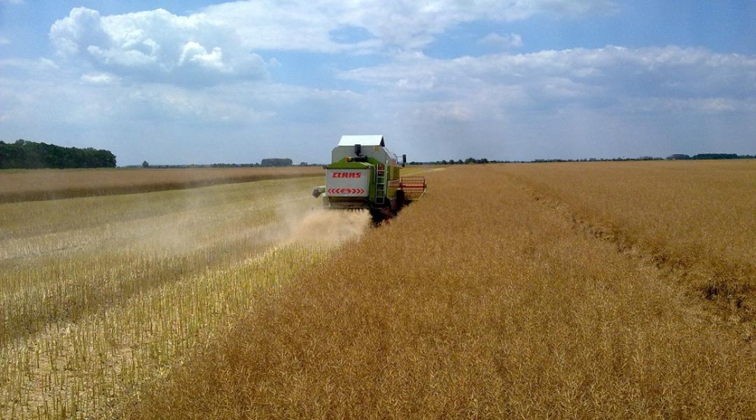 A nyári kalászosok és a repce miatt nem lehet okunk panaszra, az almatermés viszont gyengébb a vártnál