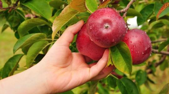 Szedd magad! – Tuti gyümölcsszedő helyek az ország egész területén