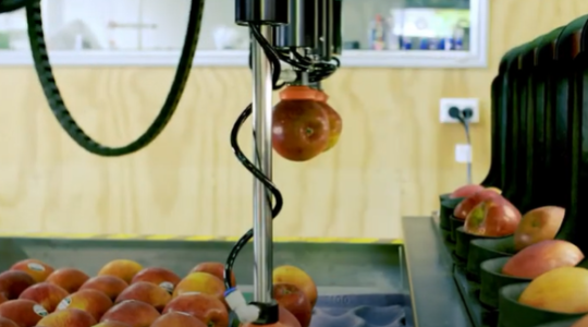 120 alma percenként – a legújabb csomagolórobot Új-Zélandról
