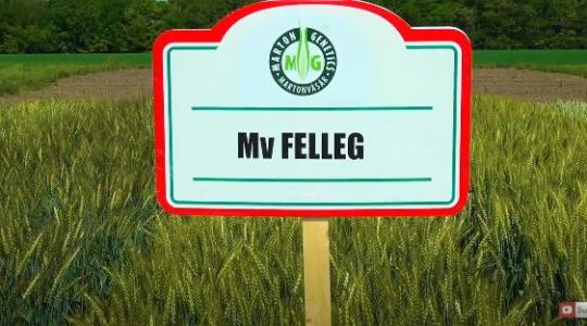 Mv Felleg: Extra malmi minőséggel rendelkező, bőtermő, igen korai fajta