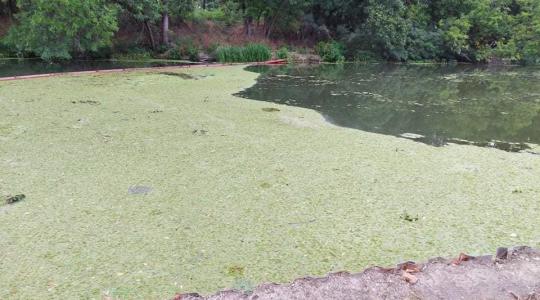 A békalencsétől hajózhatatlanná vált a Hortobágy-Berettyó egy része