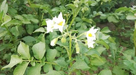 Burgonyavész, paradicsomvész – újabb vegyszert vonnak ki a forgalomból!