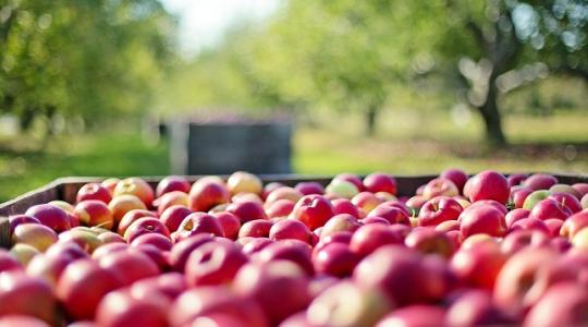 82 agrárszakmai program kap támogatást