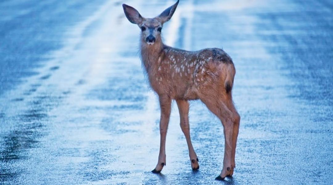 Vadgázolás – ki a felelős? Megkérdeztük a jogászt