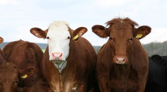 Még egy hamburger és végleg tönkretettük a bolygót?