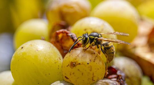 Razziák a szüreten! Bárkihez bekopogtathatnak az ellenőrök