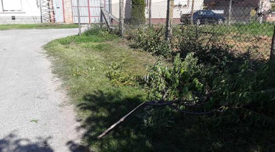 Jó mókának gondolták – fiatalok heccből vágtak ki gyümölcsfákat 