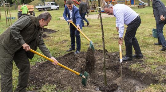 Tizennégyezer új fát ültetnek idén ősszel Tizennégyezer új fát ültetnek idén ősszel