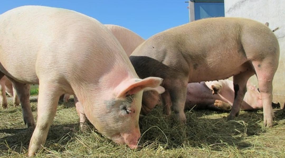 Végleg lemorzsolódhat a sertéstenyésztők egy része, átalakul a sertéspiac