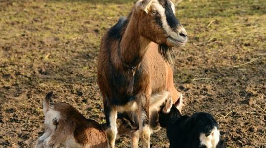 Így kaphatnak plusz pontokat a pályázatban az állattartók