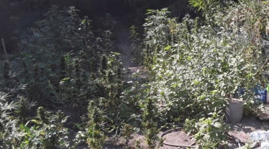 Csongrád megyei tanyán termesztett marihuánát az idős házaspár