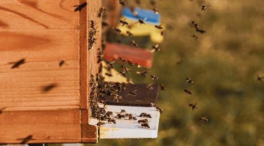 Itt az új őrület: így lehet bárkinek saját méze