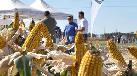 Marton Genetics: Talajbaktériumos csávázás és kulisszatitkok – Videó