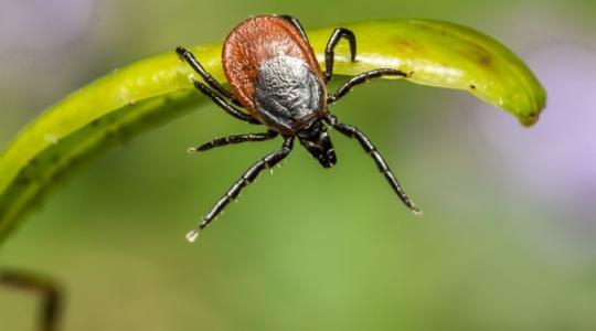 Magyar siker a Lyme-kór elleni küzdelemben