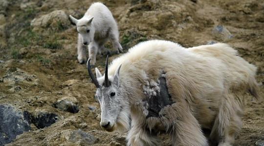 Egy kecske végzett a medvével: felnyársalta a ragadozót