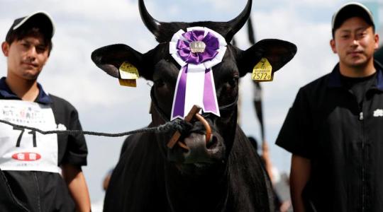 Aranyat érő Wagyu szarvasmarha az Alföldön! Aranyat érő Wagyu szarvasmarha az Alföldön!
