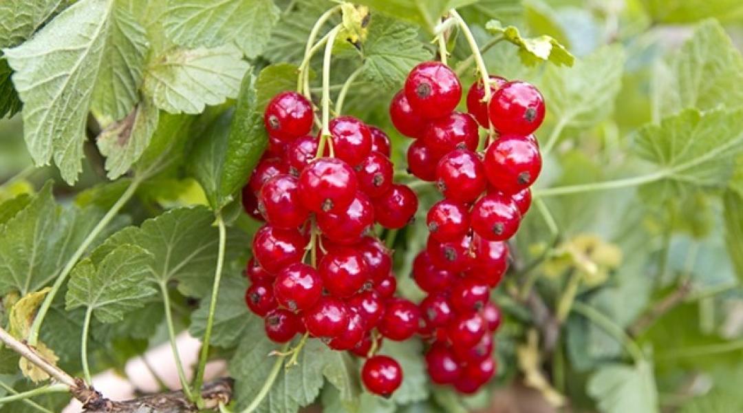 A sokoldalú ribizli: finom, vitamindús, és sövénynek is kiváló