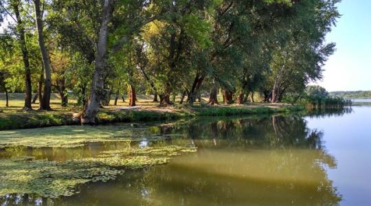 Kagylótetemek borítják a Tisza-tavat – kell-e aggódnunk?