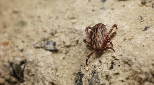 Új hatóanyag az alattomos Lyme-kór ellen, ami megszabadíthat bennünket a súlyos betegségtől 