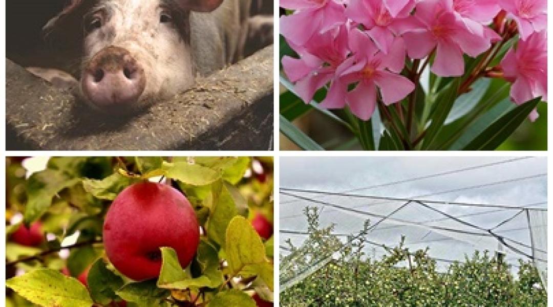 A dió ára egekben, a szőlőtermés kiváló, az ökogazdák jól járnak