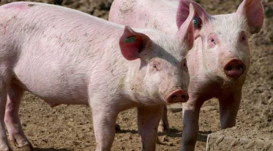 Fantasztikus hír: jön az afrikai sertéspestis elleni vakcina!