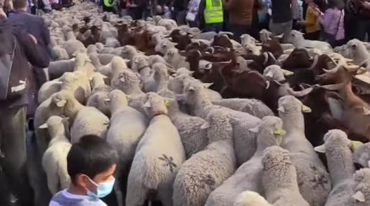 Tömegével vonultak a birkák Madrid utcáin